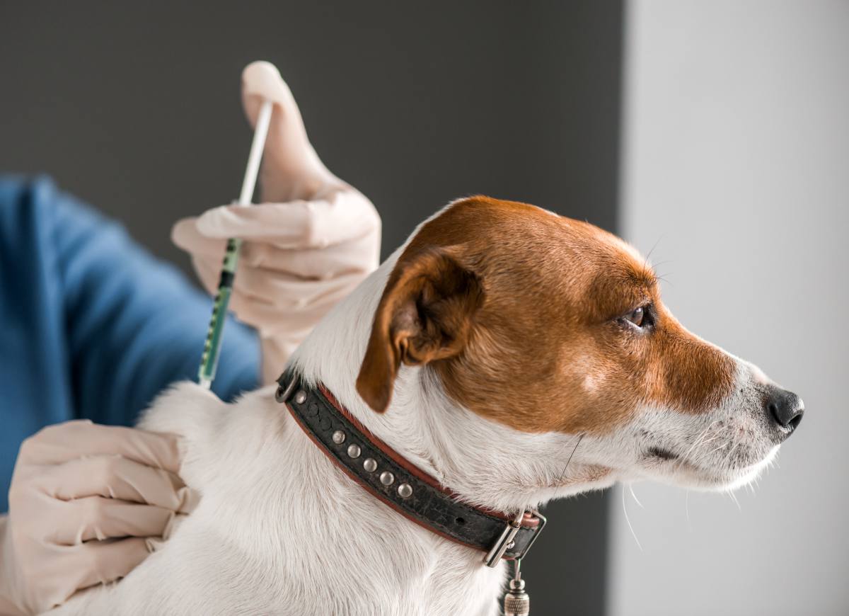 Vaccination chien vaccin