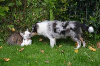 berger australien entente avec les chats