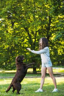 chien qui saute sur les personnes quelles solutions ?