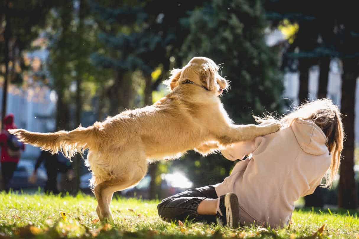 Chien qui saute sur tout le monde solutions