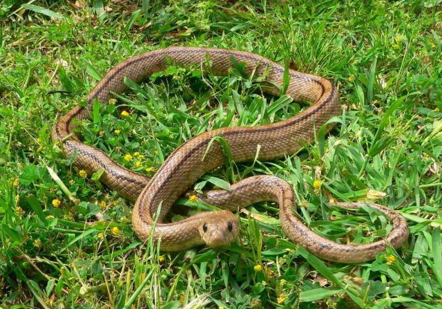 Une couleuvre au jardin : la reconnaître, danger et utilité