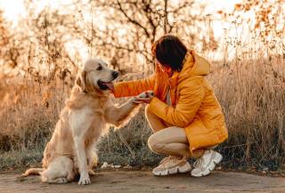 éducation golden retriever