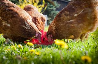 fruit poule