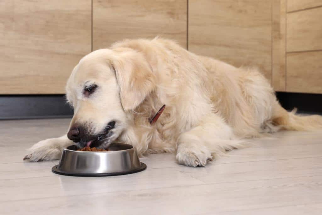 golden retriever alimentation et nourriture adaptée