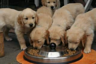 golden retriever alimentation informations