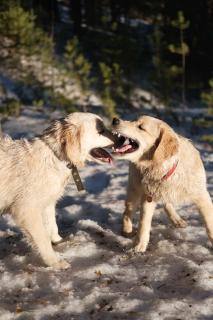 golden retriever et autres chiens