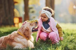 golden retriever et enfant précautions usage