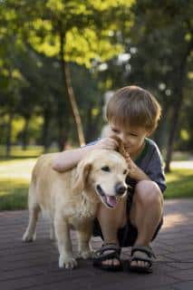 golden retriever enfant et entente