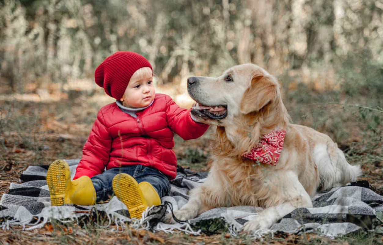 golden retriever entente enfant