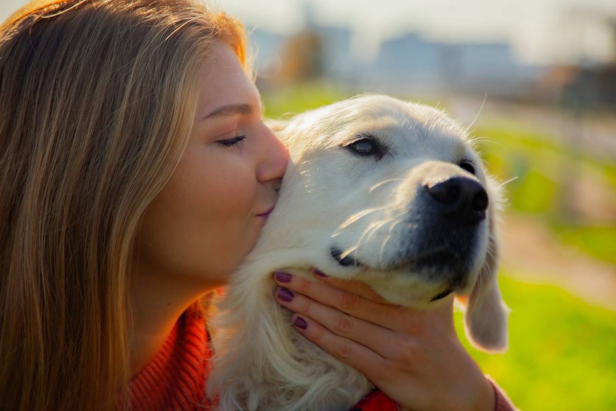 golden retriever entretien soin