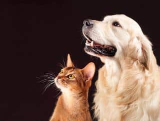 golden retriever et chats