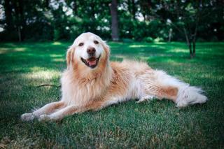 golden retriever pelage