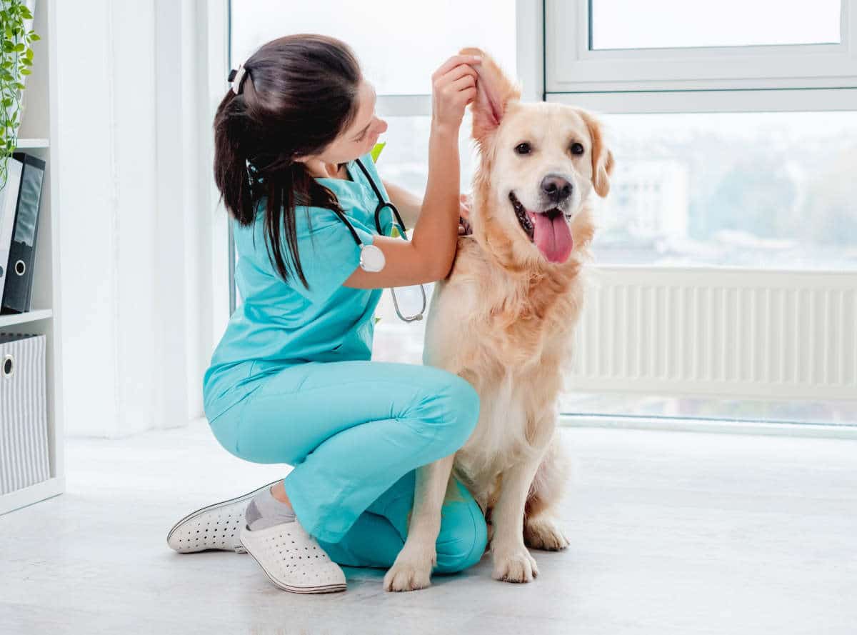 golden retriever santé et maladie