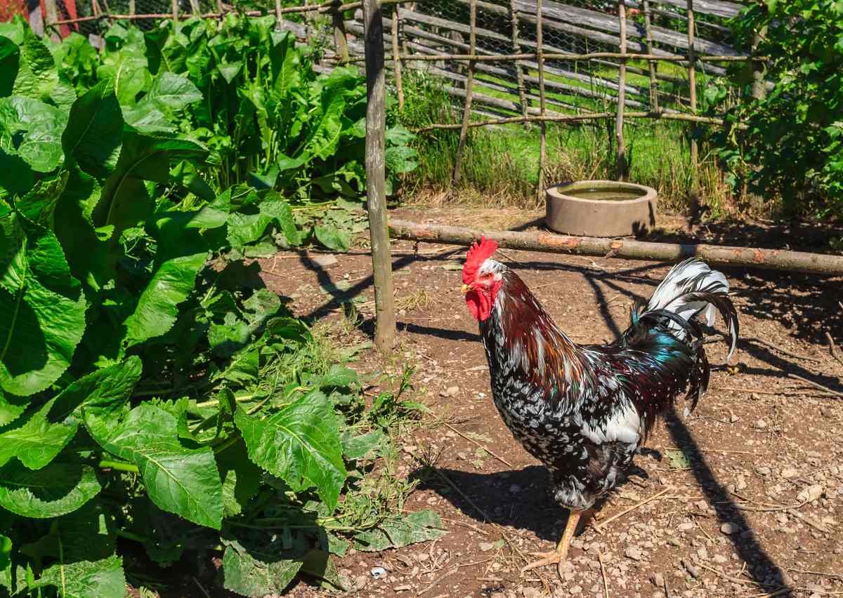 legume a cultiver pour les poules