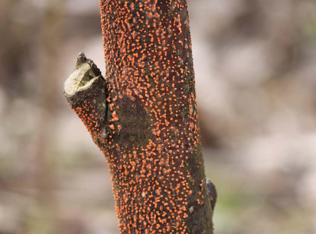 maladie du corail - Nectria cinnabarina