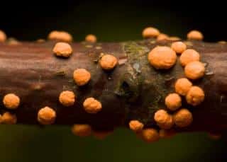 maladie du corail - pustule orange sur ecorce