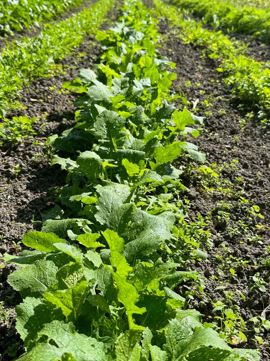 Période de semis et de plantation