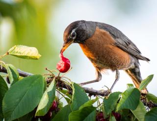 oiseau qui mange cerise