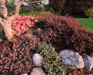 plantes de terre de bruyère