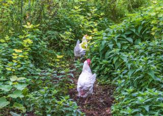 poule legume potager