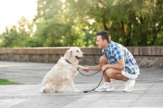 rappel chien méthode, conseils