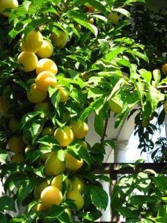 Abricot-prune culture