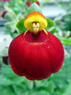 Calcéolaire Calceolaria fleur