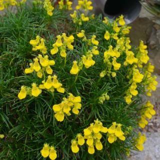 Calceolaria Calcéolaire