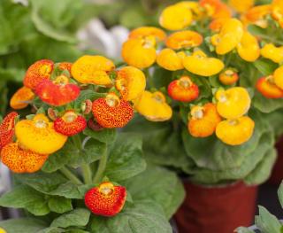 Calceolaria Calcéolaire plantation