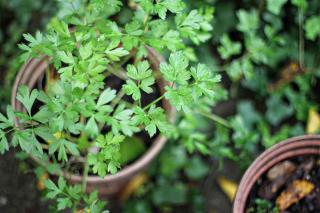 Cultiver la coriandre en pot