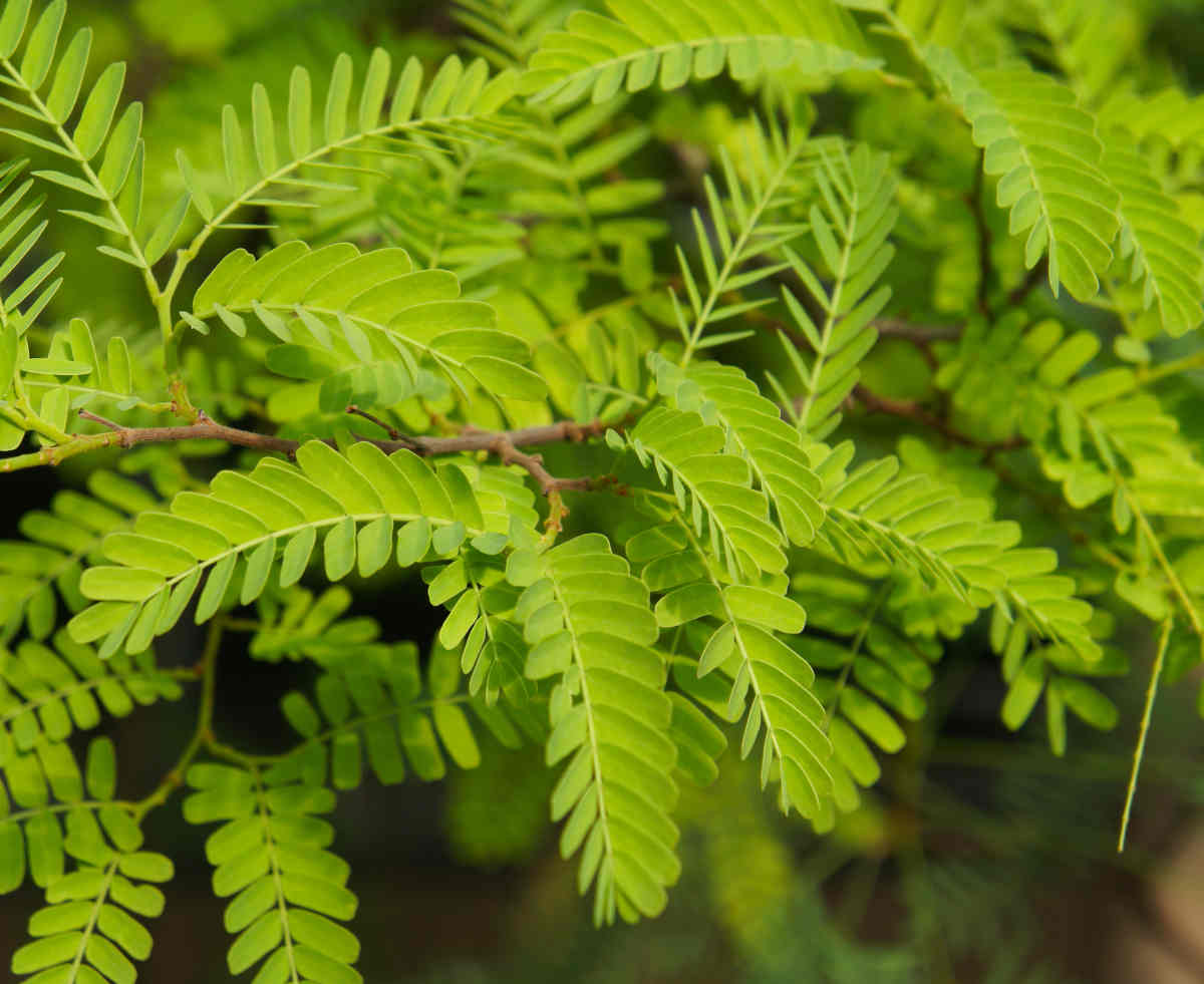 Févier d'amérique - Gleditsia triacanthos