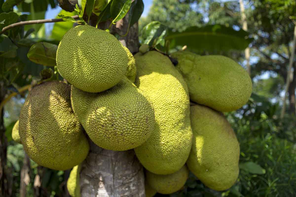 Jacquier Plantation Culture Et R colte Des Fruits Jacquier Plantation Culture Et R colte Des Fruits