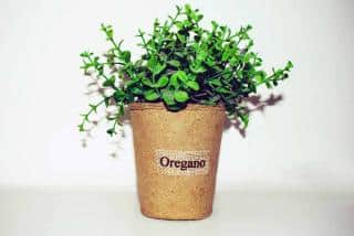 Origan cultivé en pot