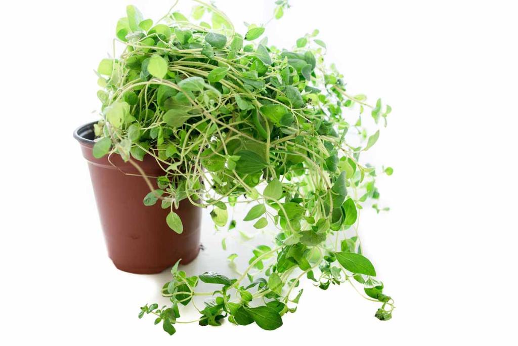 Plante D'Origan En Pot - Origanum Vulgare, 13-14 Cm | Aromatique, Culinaire, Attire Les Abeilles