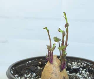 Patate douce germination