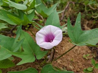 Patate douce plantation