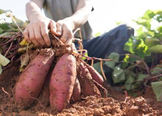 Patate douce récolte