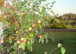 Pluot plantation