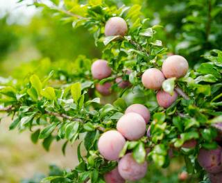 Pluot culture entretien