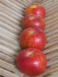 Pluots