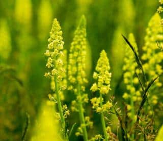 Reseda lutea