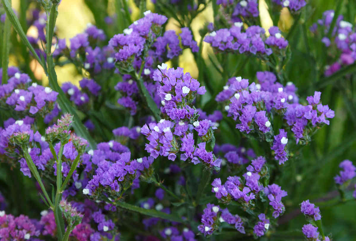 Statice - limonium