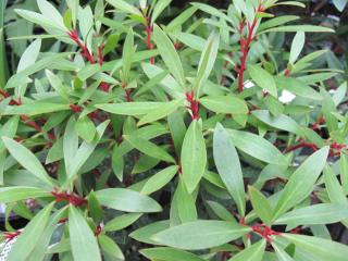 Tasmannia lanceolata