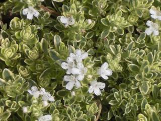 Thymus praecox 'Highland Cream'