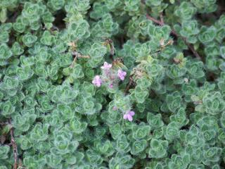 Thymus pseudolanuginosus