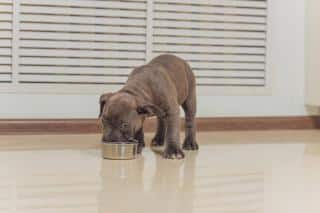 alimentation du staffie