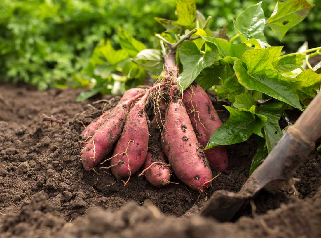 La patate douce, un tubercule longtemps méprisé mais indispensable