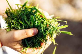 dechet tonte - herbe tondue utilisation