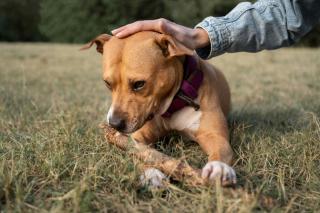 éducation du staffie, ses besoins