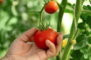 entretien tomate